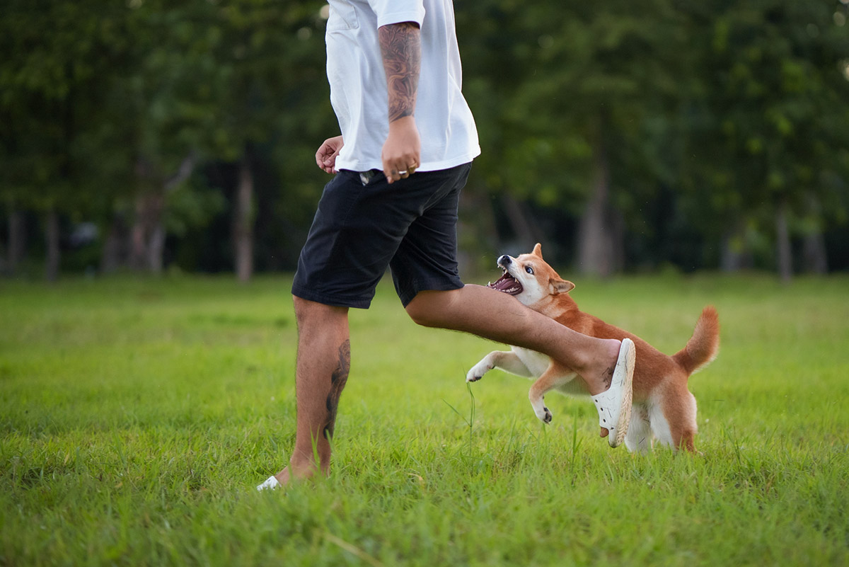 Τι να κάνεις αν σε δαγκώσει σκύλος