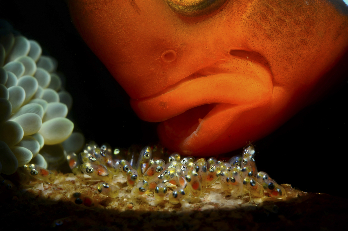 ψάρι κλόουν