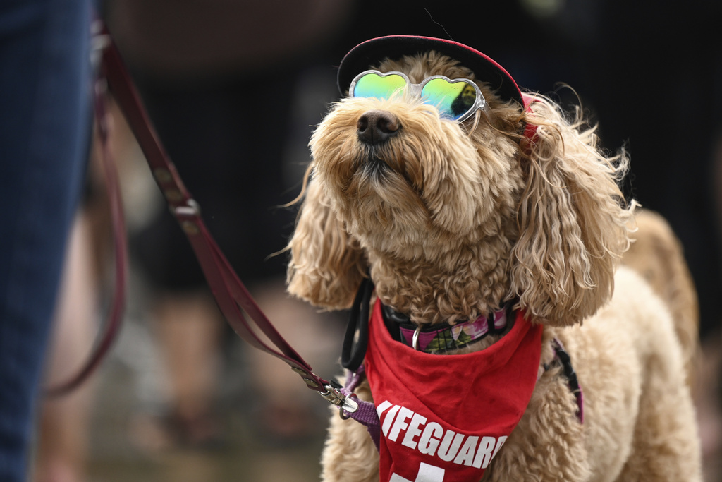 Το Πρωτάθλημα Surfing Σκύλων είναι λόγος για να χαμογελάσεις σήμερα