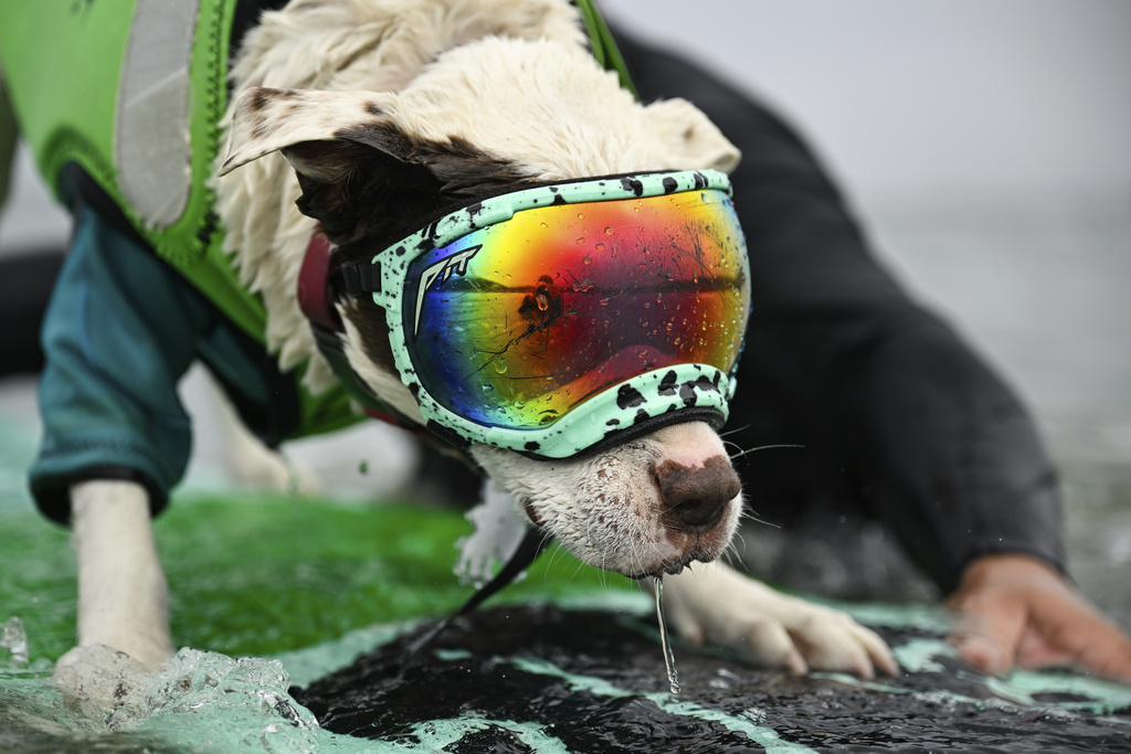 Το Πρωτάθλημα Surfing Σκύλων είναι λόγος για να χαμογελάσεις σήμερα