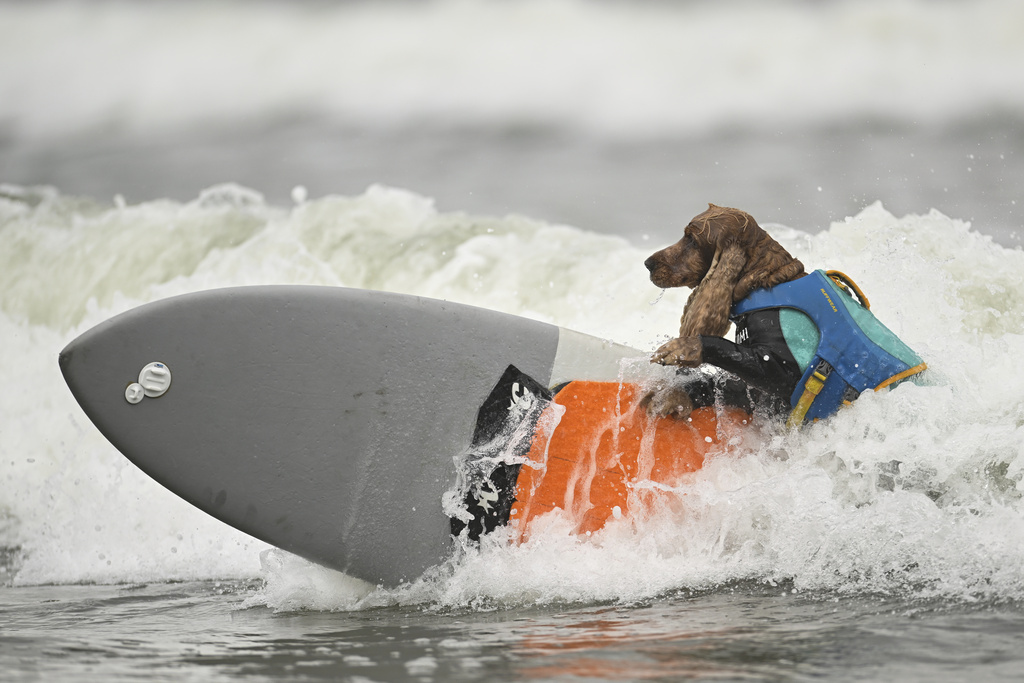 Το Πρωτάθλημα Surfing Σκύλων είναι λόγος για να χαμογελάσεις σήμερα