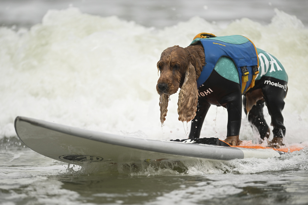 Το Πρωτάθλημα Surfing Σκύλων είναι λόγος για να χαμογελάσεις σήμερα