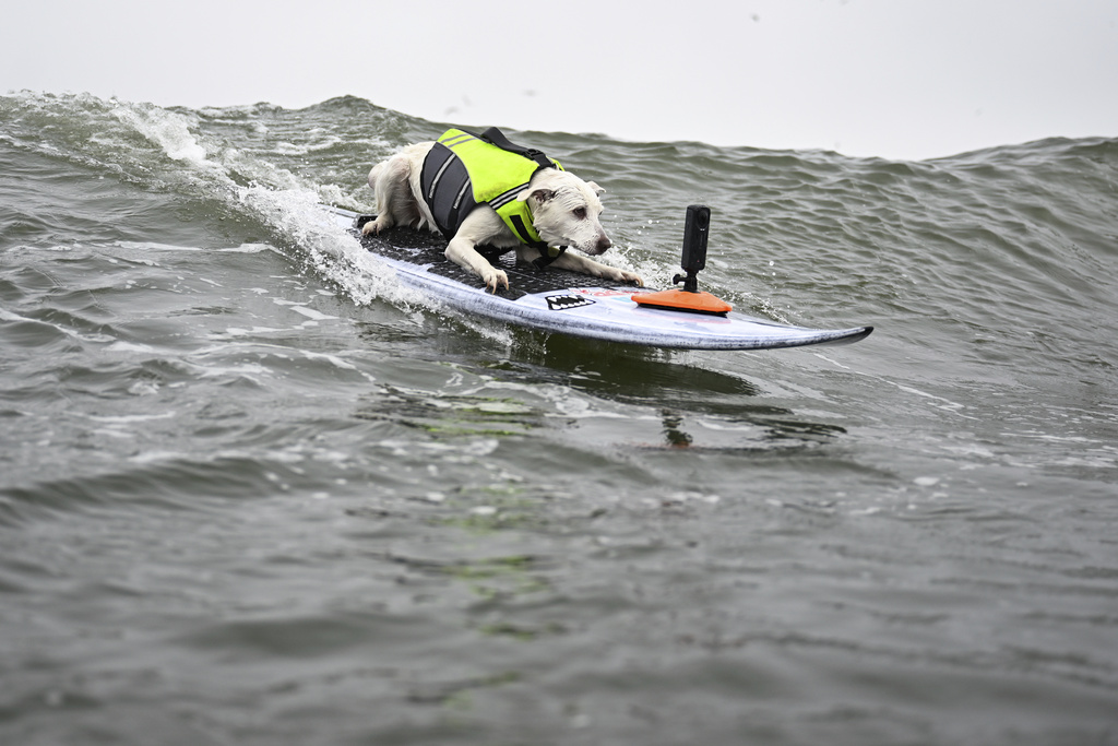 Το Πρωτάθλημα Surfing Σκύλων είναι λόγος για να χαμογελάσεις σήμερα