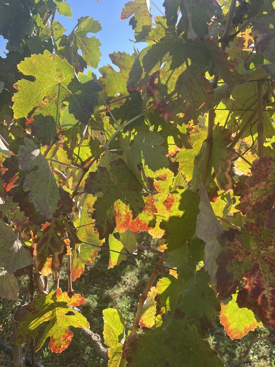 οινογνωσία κρασί Κεφαλονιά