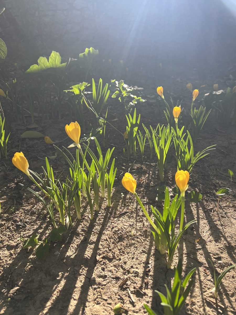 οινογνωσία κρασί Κεφαλονιά