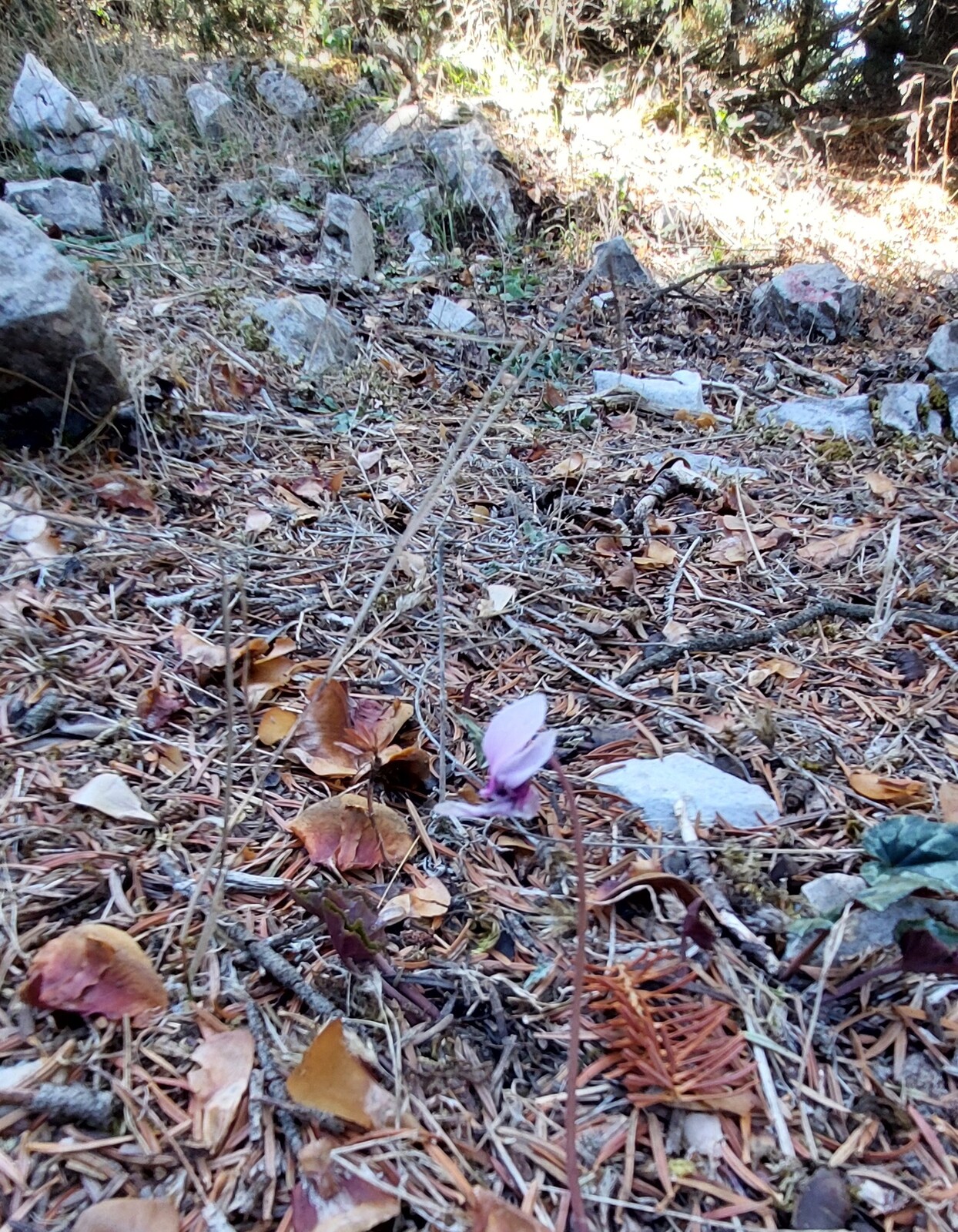 Πάρνηθα: Η τύχη-βουνό που έχεις αν ζεις στην Αθήνα