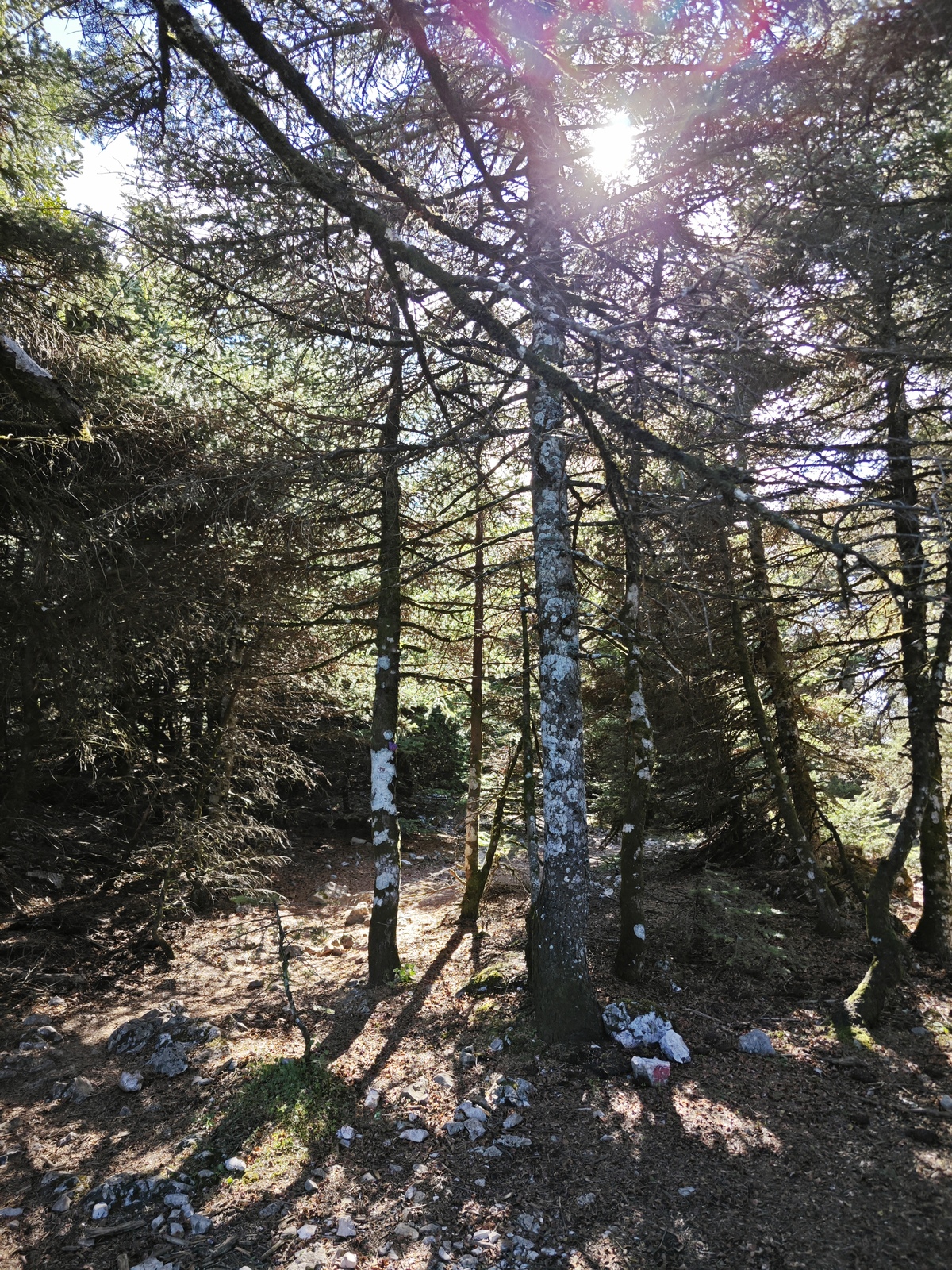 Πάρνηθα: Η τύχη-βουνό που έχεις αν ζεις στην Αθήνα