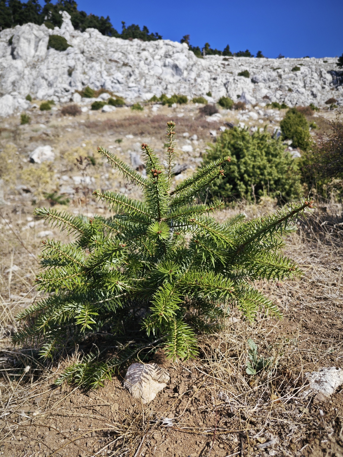 Πάρνηθα: Η τύχη-βουνό που έχεις αν ζεις στην Αθήνα