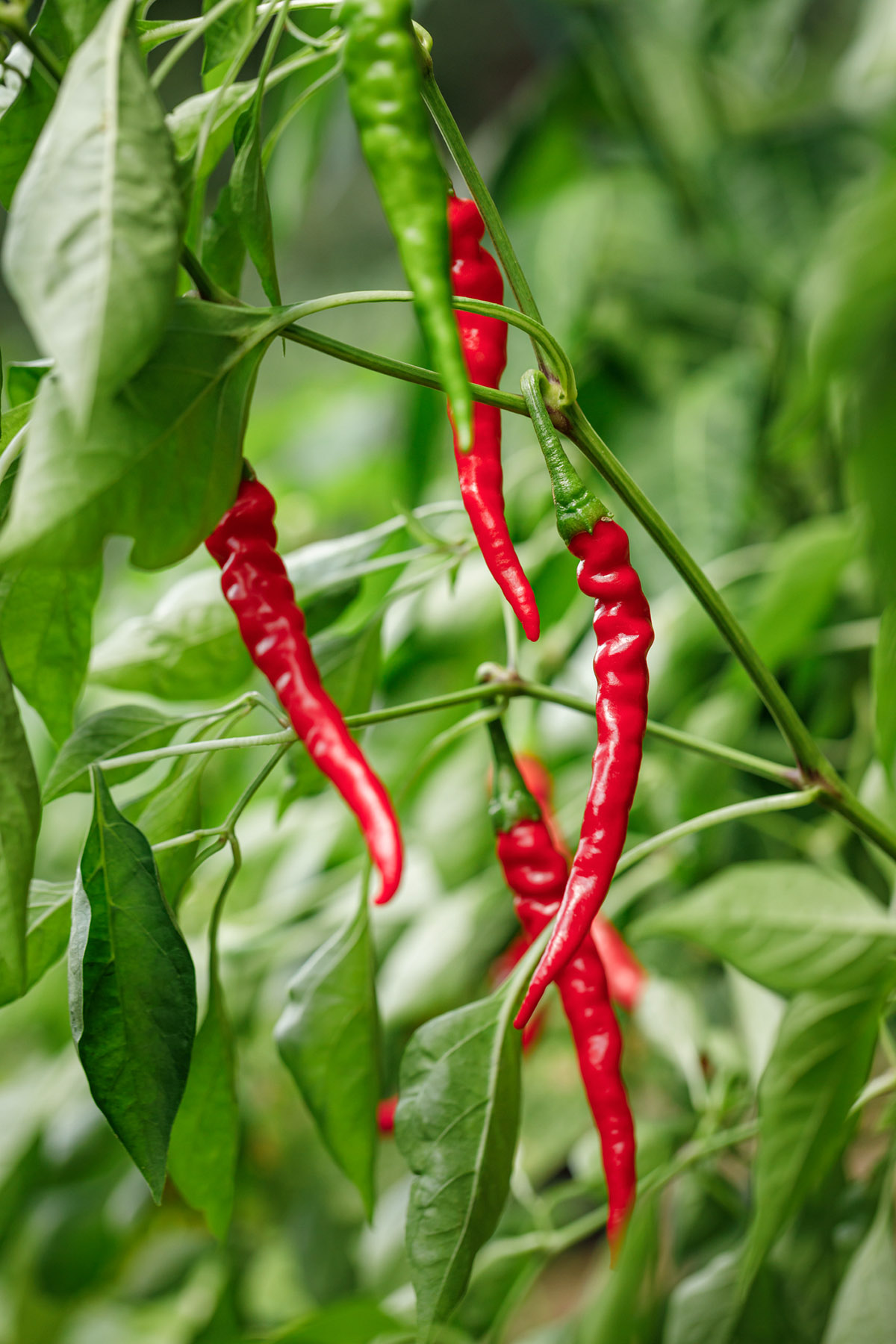 Ποιο είδος πιπεριού να προτιμήσεις;