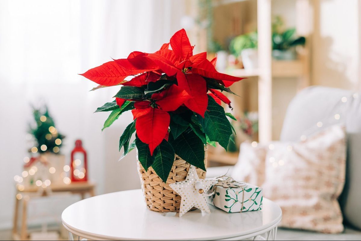 φυτά για τα Χριστούγεννα