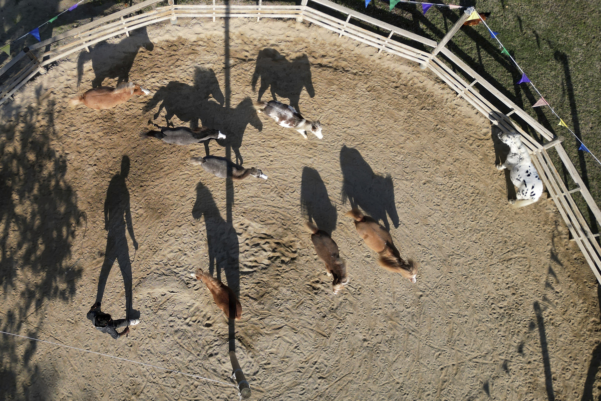 Θεραπευτικά αλογάκια