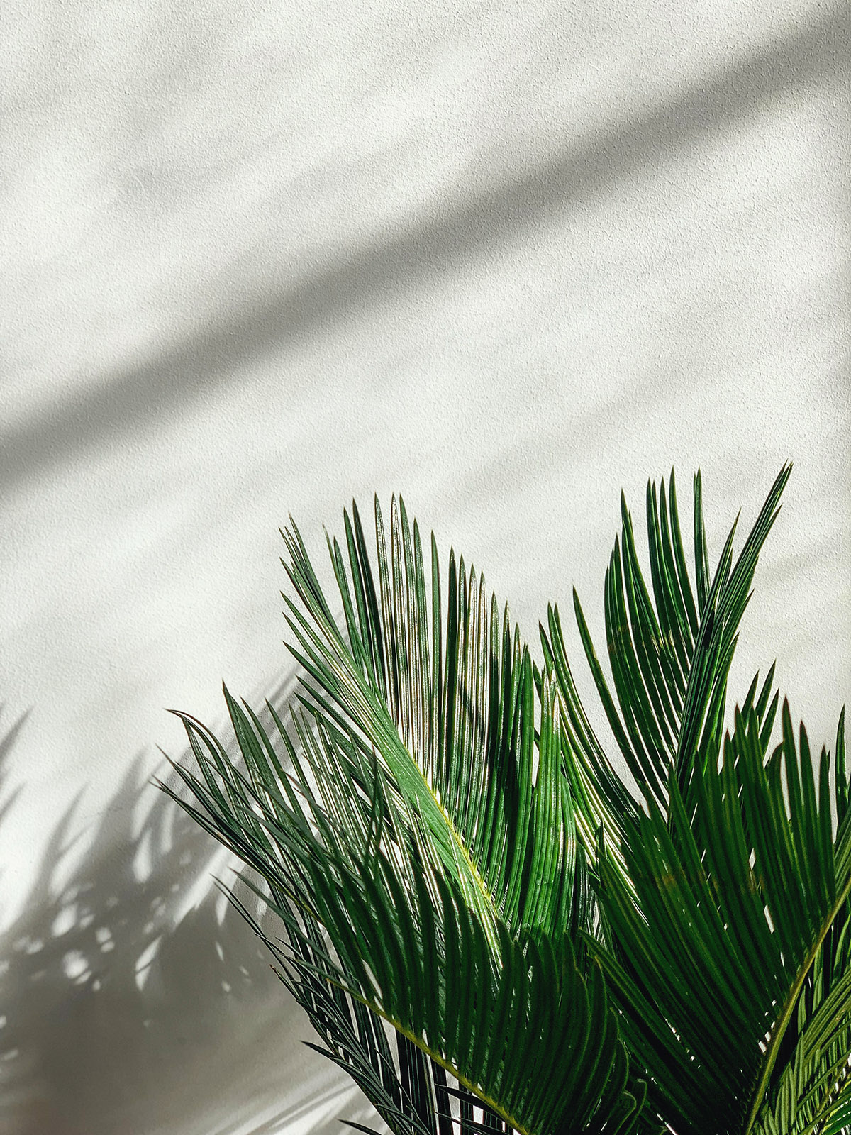 Μην τα πάρεις αν έχεις γάτα στο σπίτι 