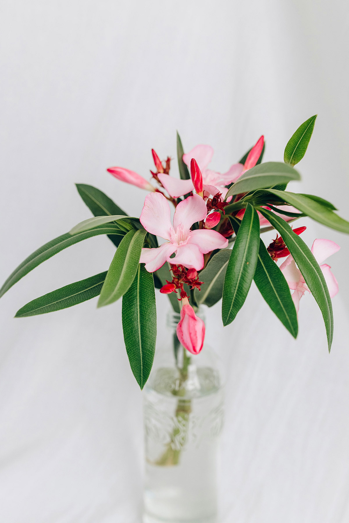 Μην τα πάρεις αν έχεις κατοικίδιο