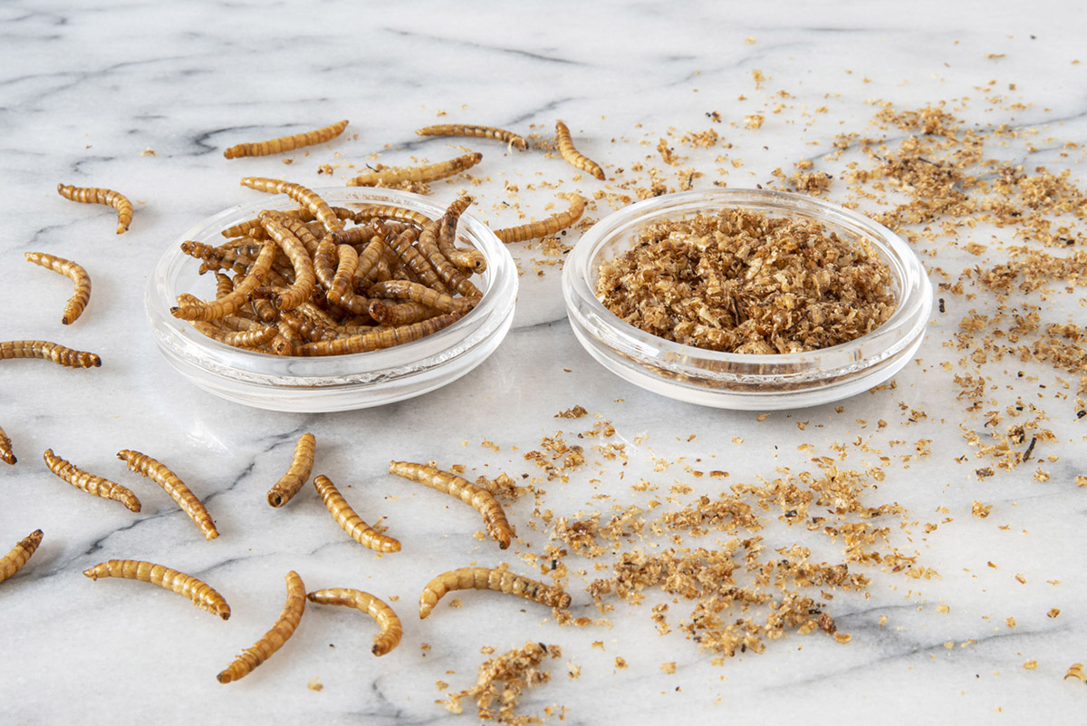 Βρώσιμα έντομα