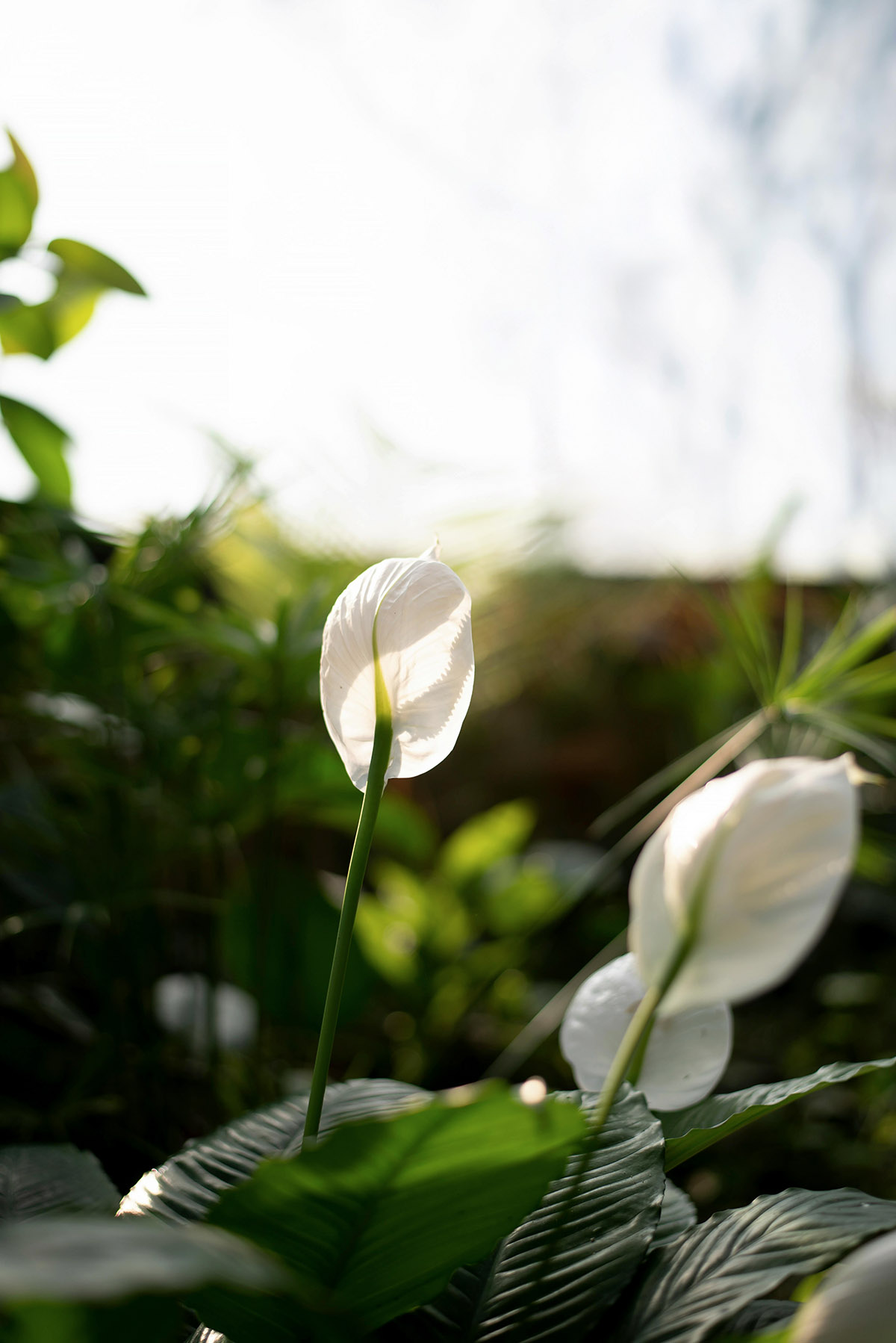 Μην τα πάρεις αν έχεις γάτα 