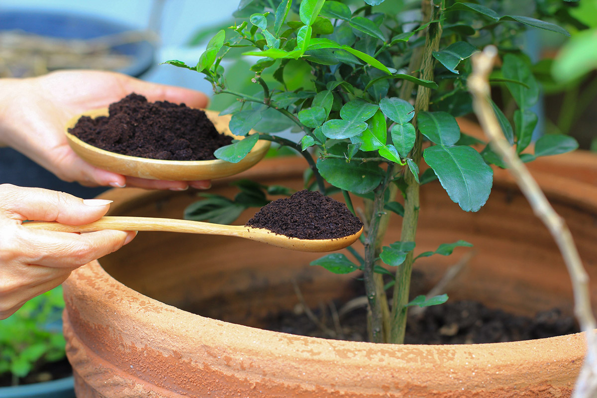 υπολείμματα καφέ 