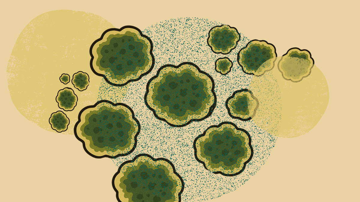 Μούχλα πείραμα