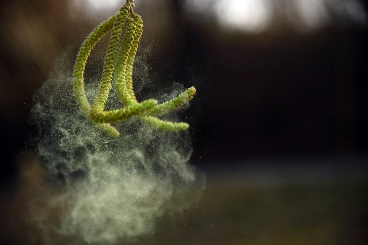εποχικές αλλεργίες