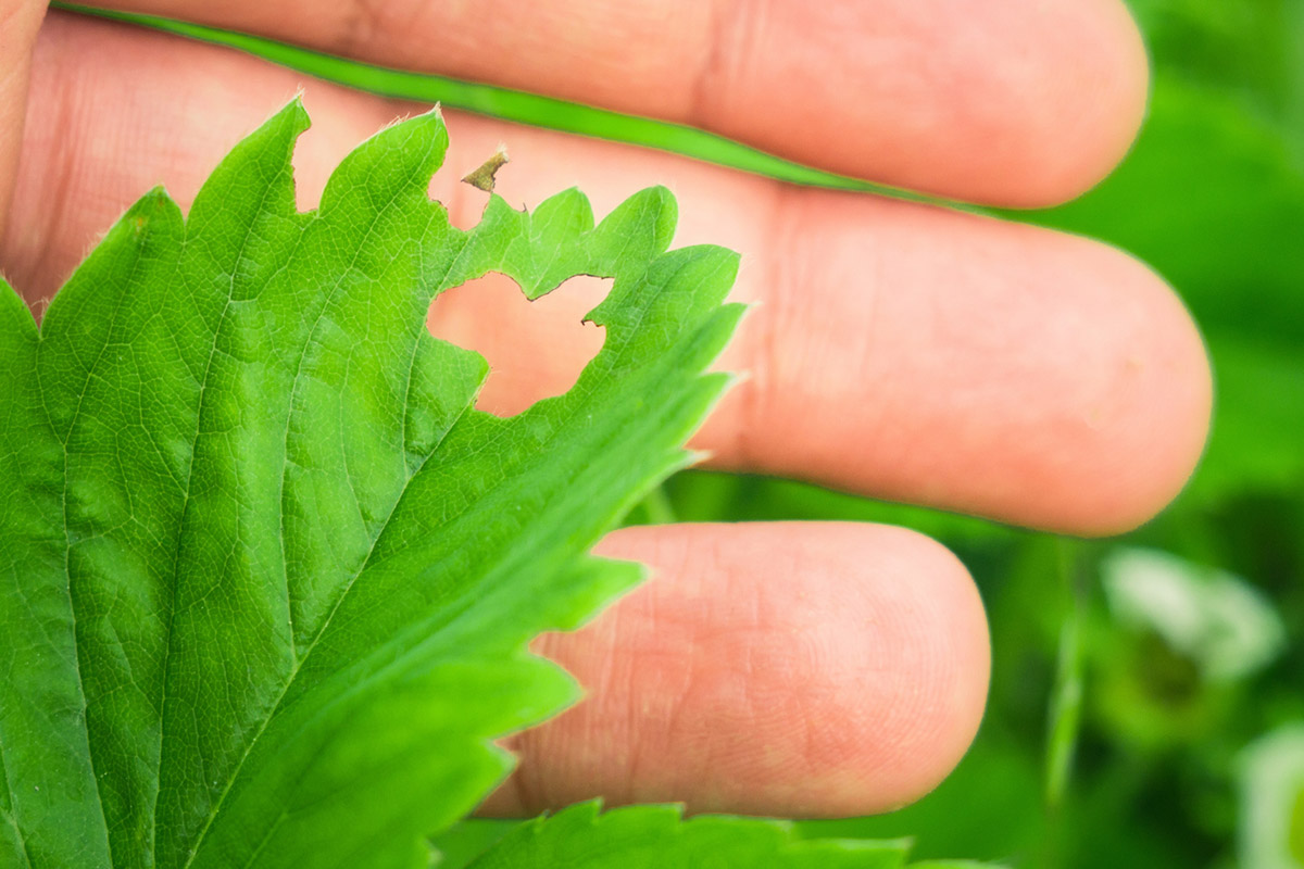 Άνοιξη και φυτά