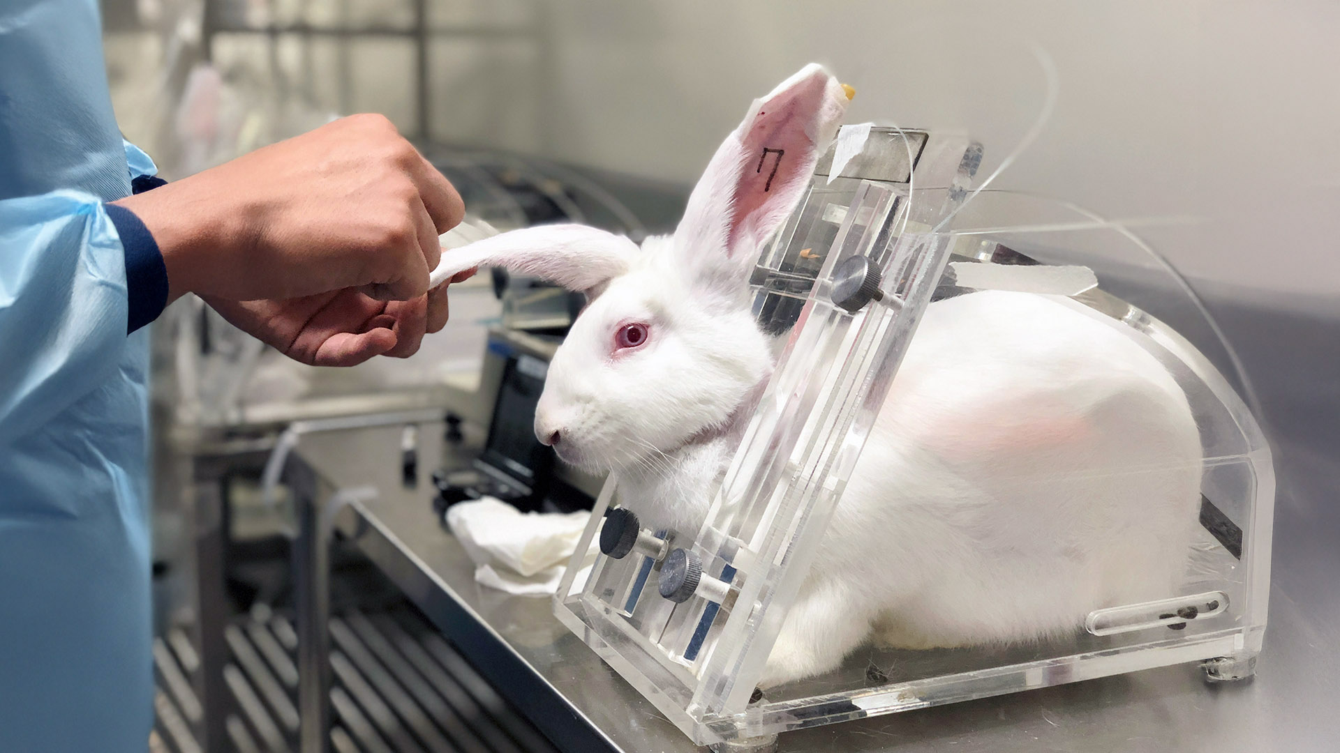 πειράματα ζώα