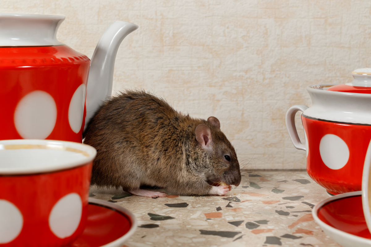 Πώς να διώξεις τα ποντίκια με φυσικές μυρωδιές, χωρίς φάρμακα