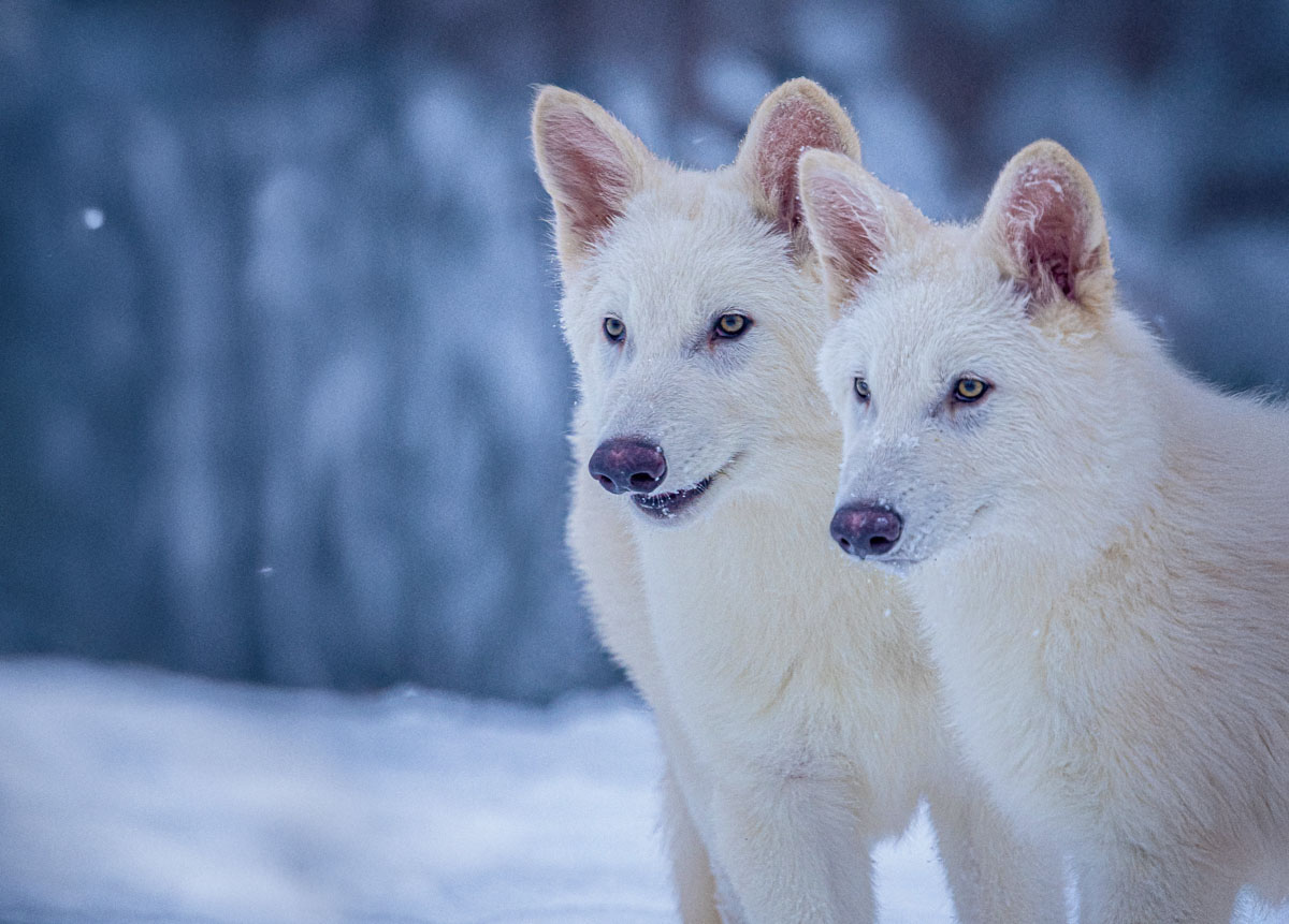 Ανταρόλυκος