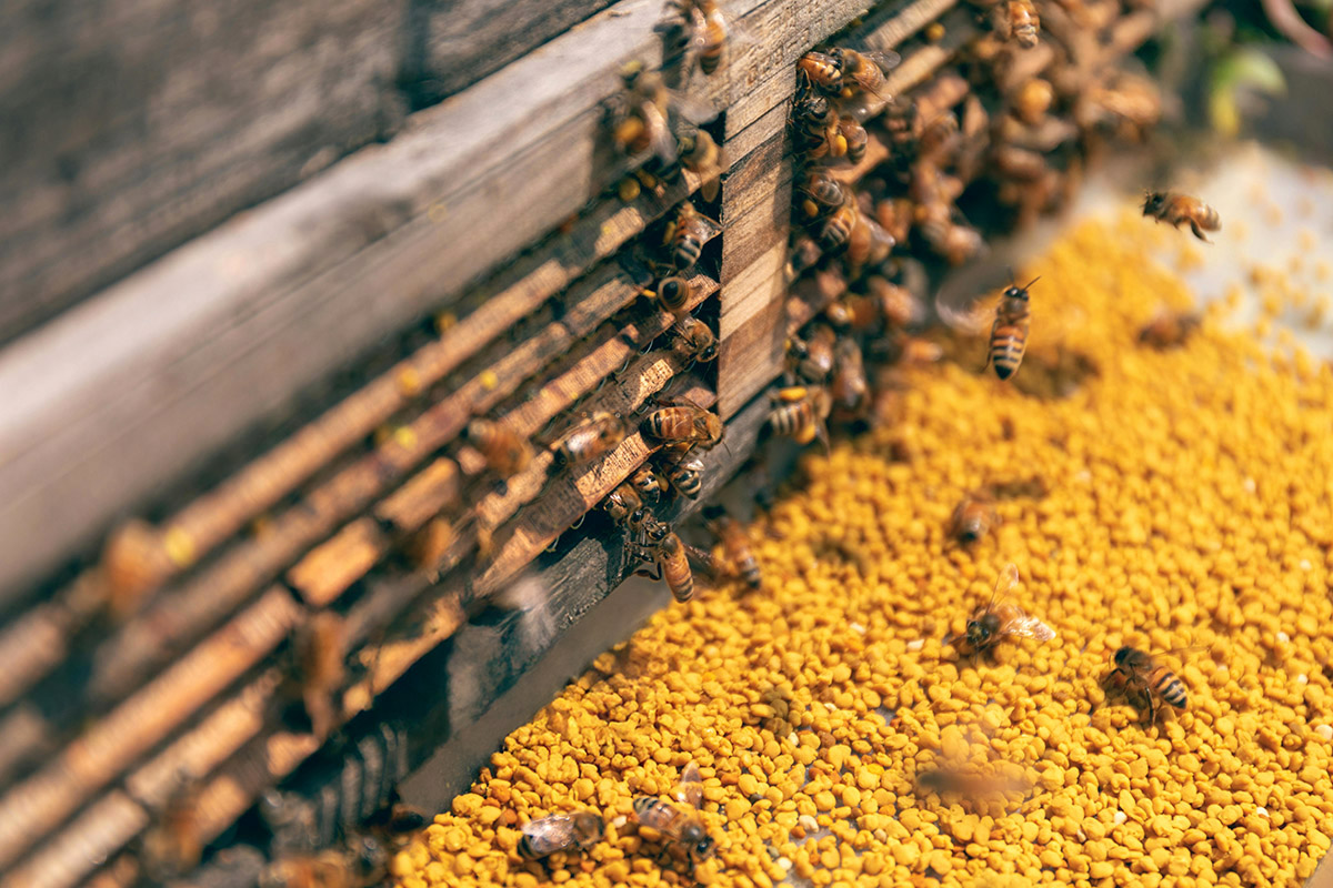 Γύρη και βασιλικός πολτός