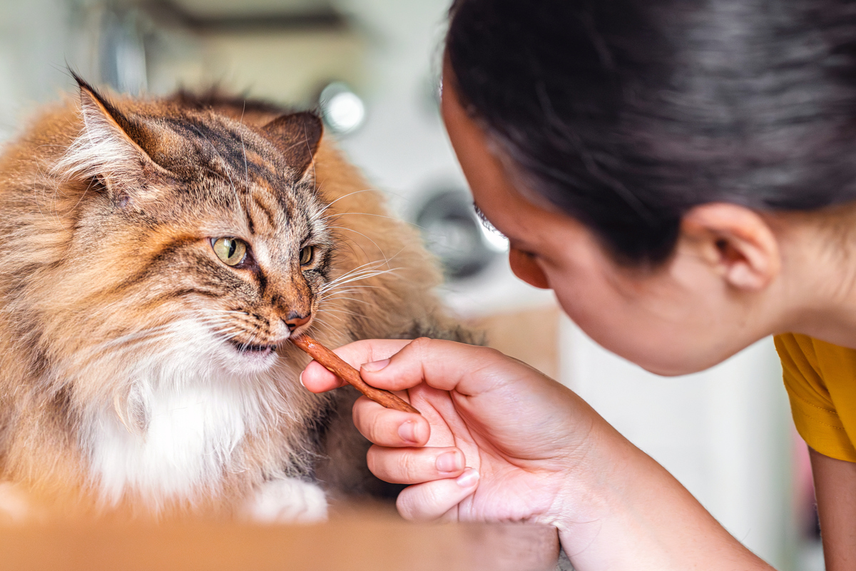 Τι εκτιμά μια γάτα στους ανθρώπους (και τι την ξενερώνει)