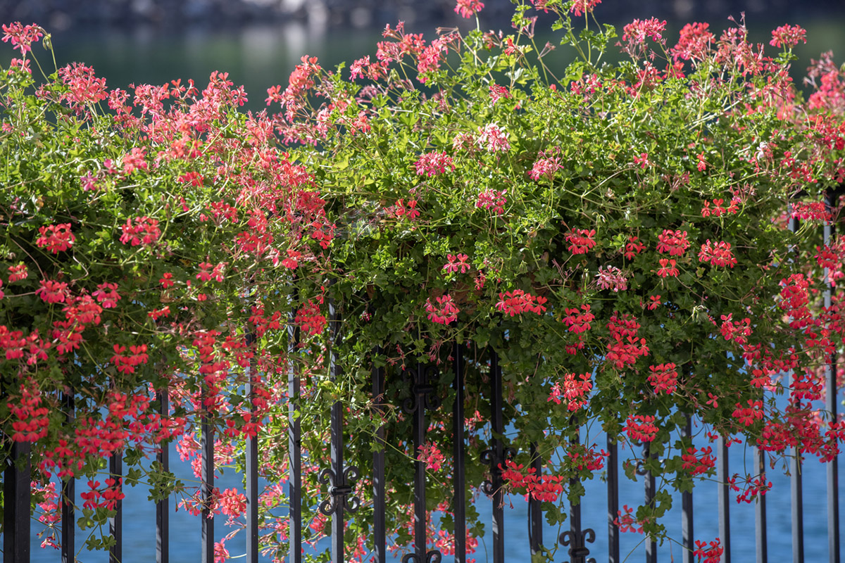 περίφραξη σπιτιού