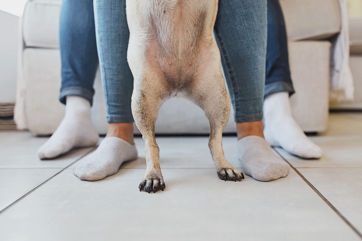 κάλτσες κατοικίδια