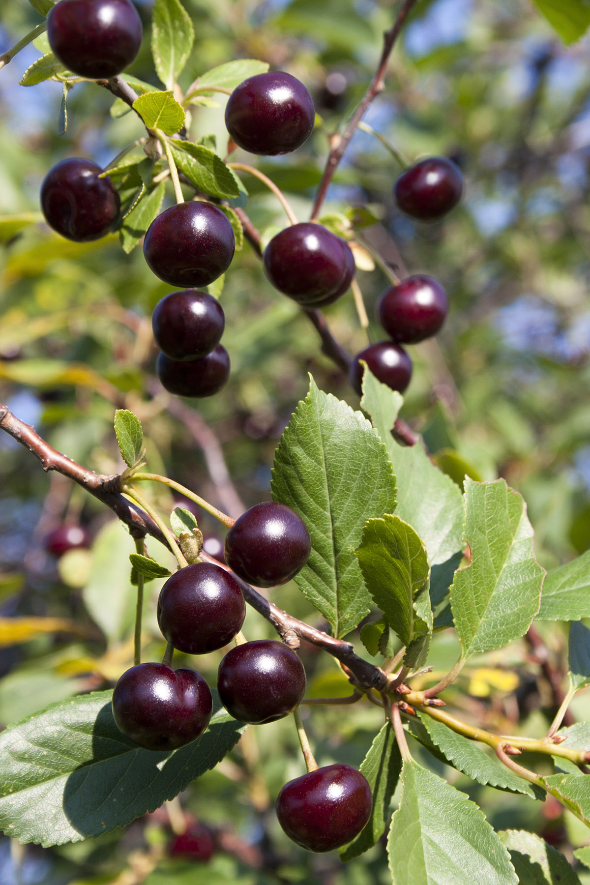 10 λόγοι να αγαπήσεις τα βύσσινα - και πώς να τα διαλέξεις
