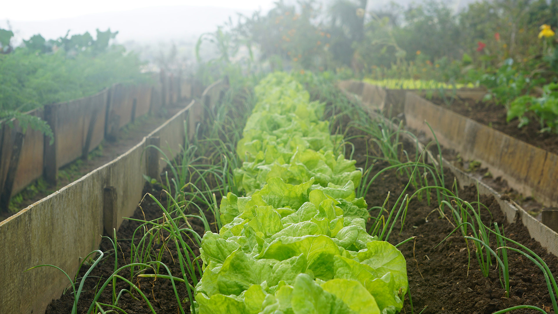 αστικοί κήποι