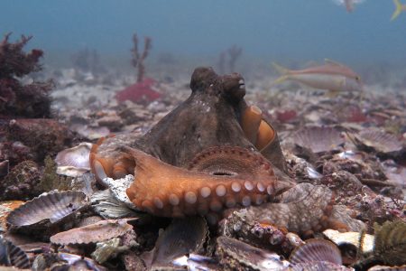 Υποβρύχιες πολιτείες ανατρέπουν όσα πιστεύαμε για τα χταπόδια