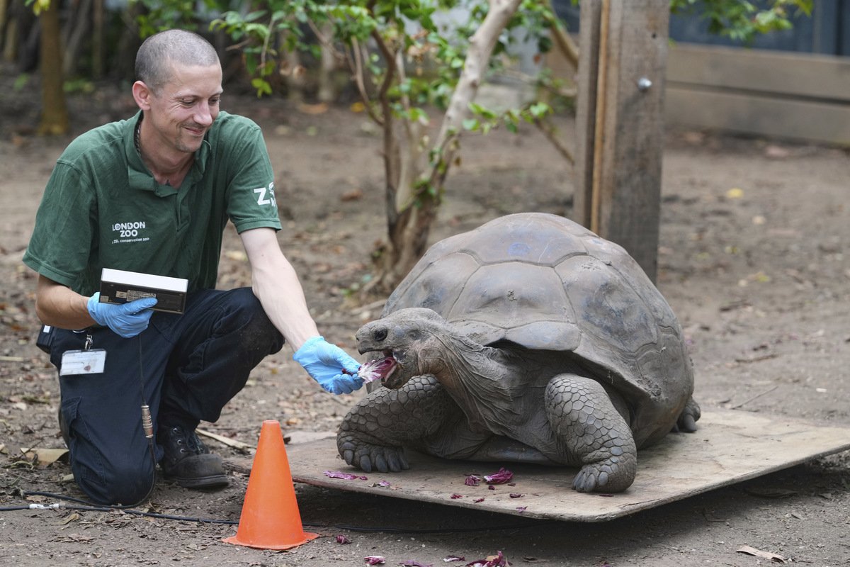 Η στιγμή της αλήθειας: 10.000 ζώα ανεβαίνουν στη ζυγαριά