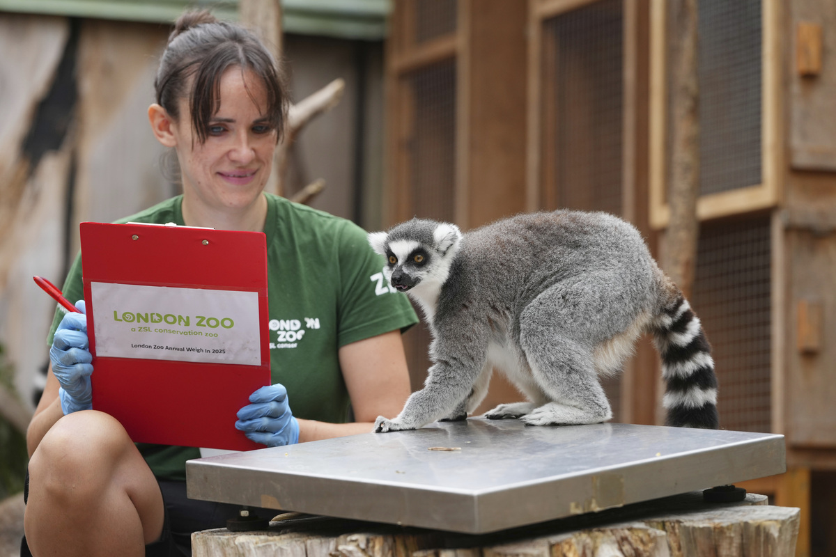 Η στιγμή της αλήθειας: 10.000 ζώα ανεβαίνουν στη ζυγαριά