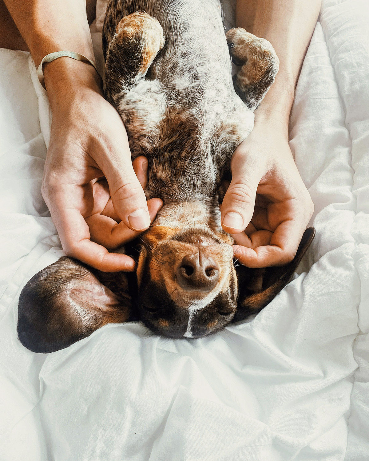 Τι ονειρεύεται ο σκύλος σου – και πότε δεν πρέπει να τον χαϊδεύεις