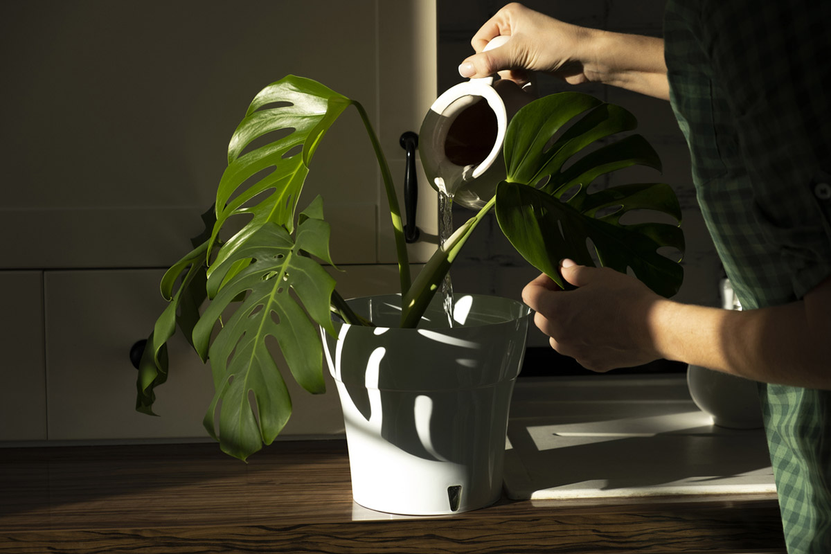 φυτά και ζέστη