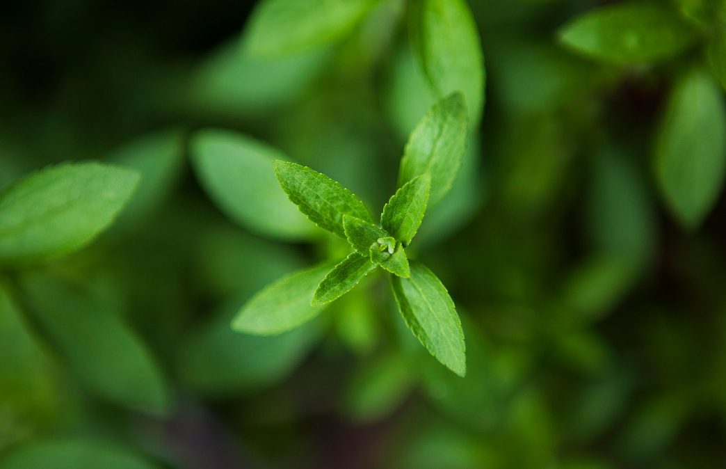 Προβιατικά και στέβια στη μάχη κατά του παγκρεατικού καρκίνου