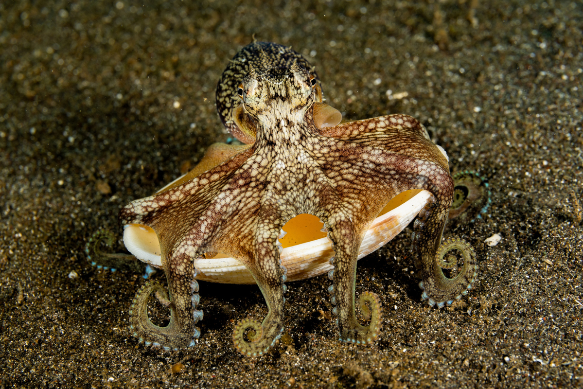 Χταπόδια πόλεις