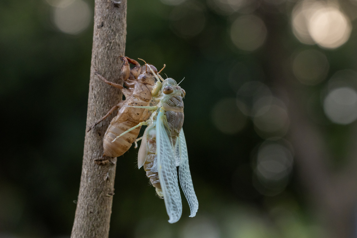 5 πράγματα που πρέπει να ξέρεις για τα τζιτζίκια