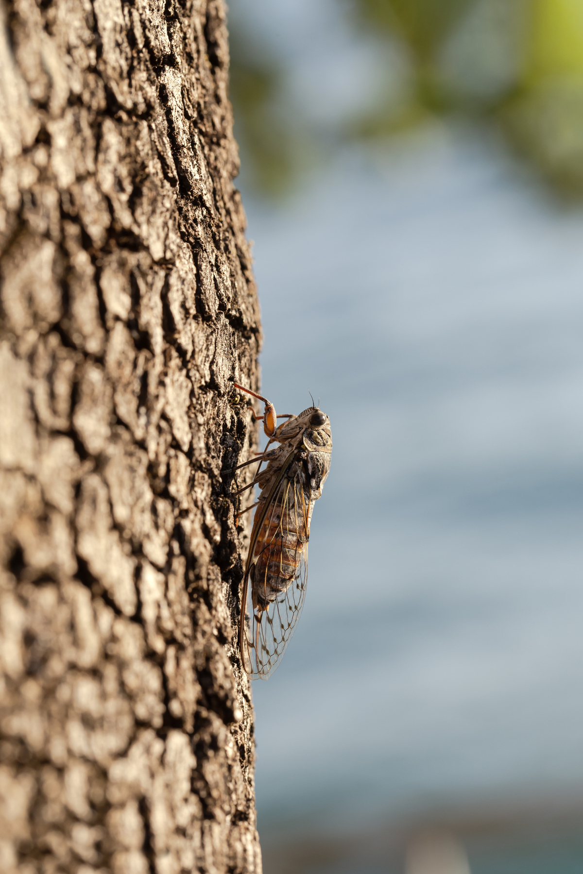 5 πράγματα που πρέπει να ξέρεις για τα τζιτζίκια