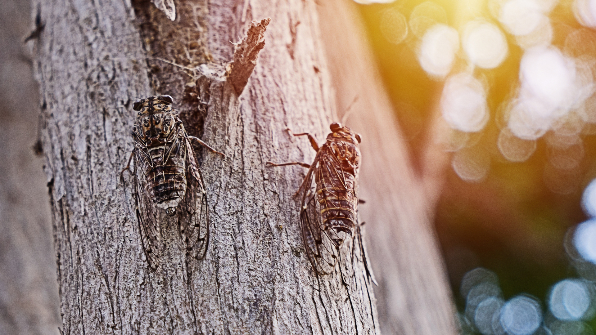 5 πράγματα που πρέπει να ξέρεις για τα τζιτζίκια