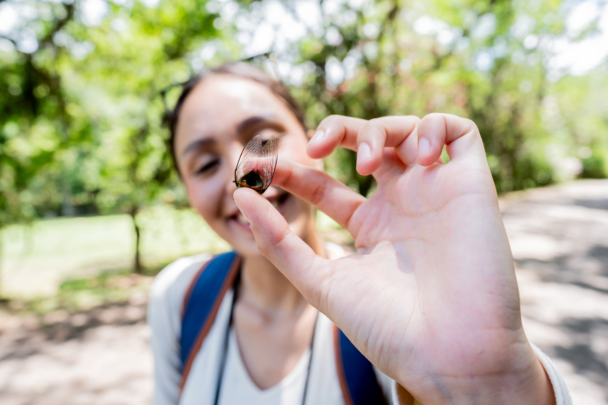 5 πράγματα που πρέπει να ξέρεις για τα τζιτζίκια