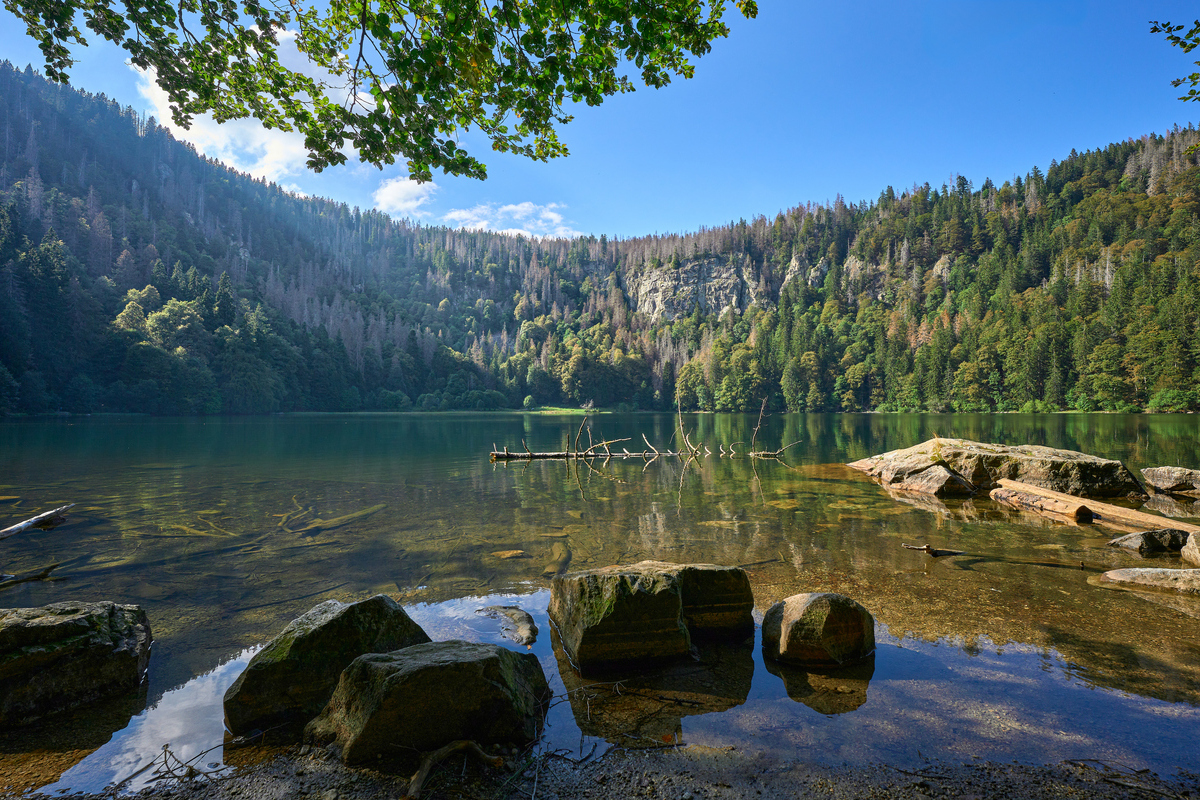 Μέλανας Δρυμός