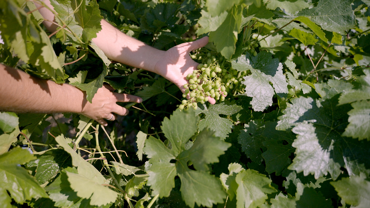 οινοτουρισμός 