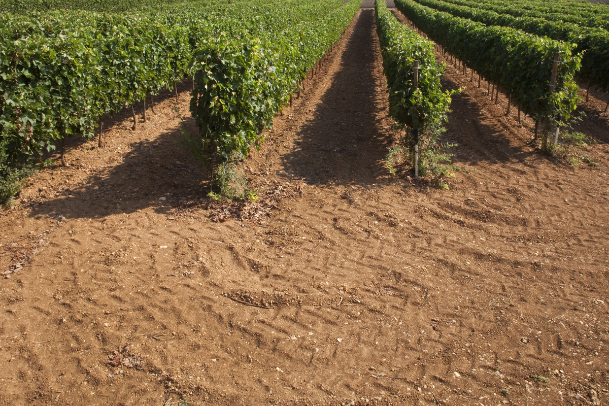 Οινοτουρισμός 
