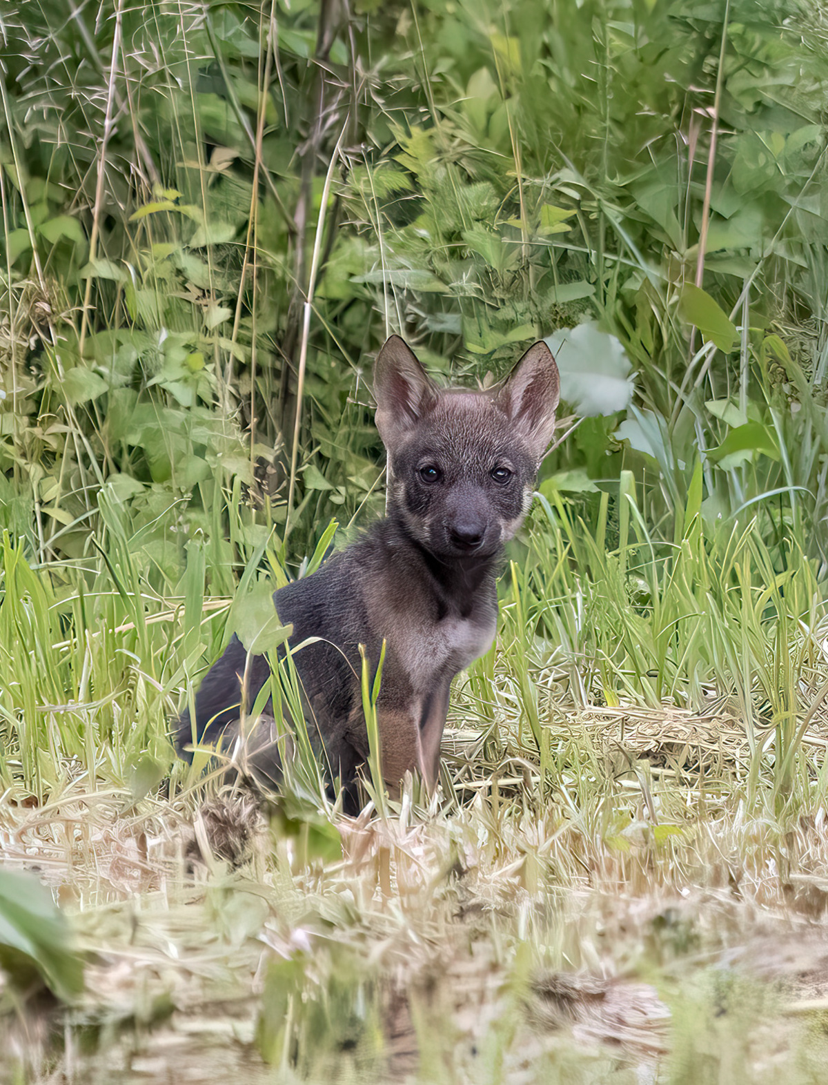 5 γυναίκες εξηγούν όσα δεν ξέραμε για την άγρια ζωή της Ελλάδας