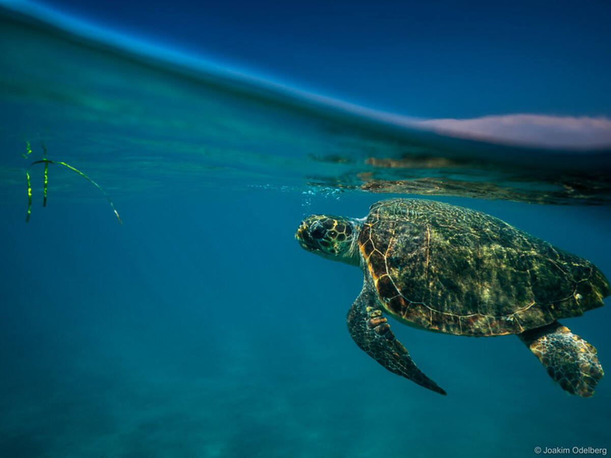 5 γυναίκες εξηγούν όσα δεν ξέραμε για την άγρια ζωή της Ελλάδας