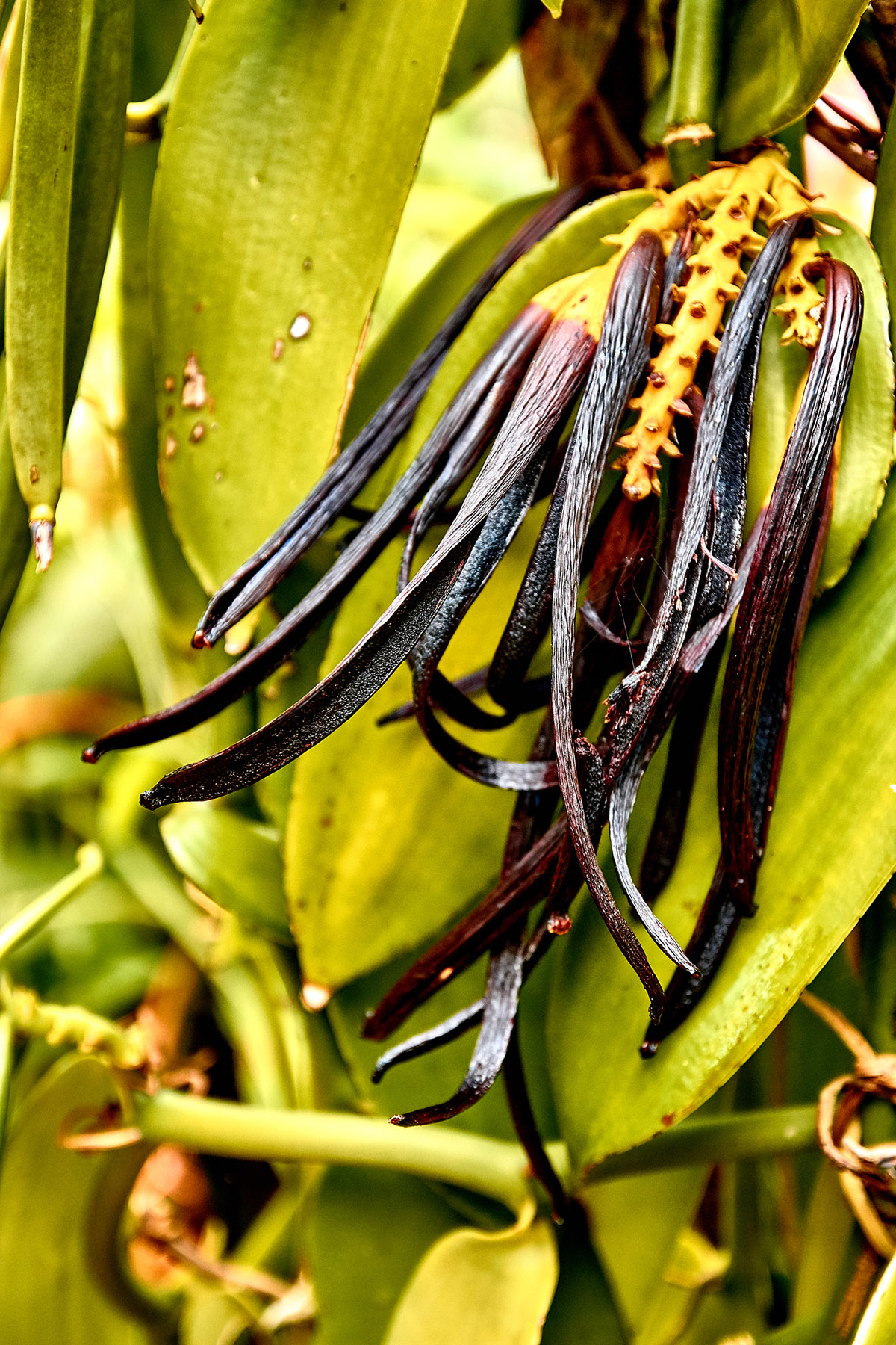 Η γλυκόπικρη ιστορία της βανίλιας και 7 facts που ίσως δεν γνώριζες