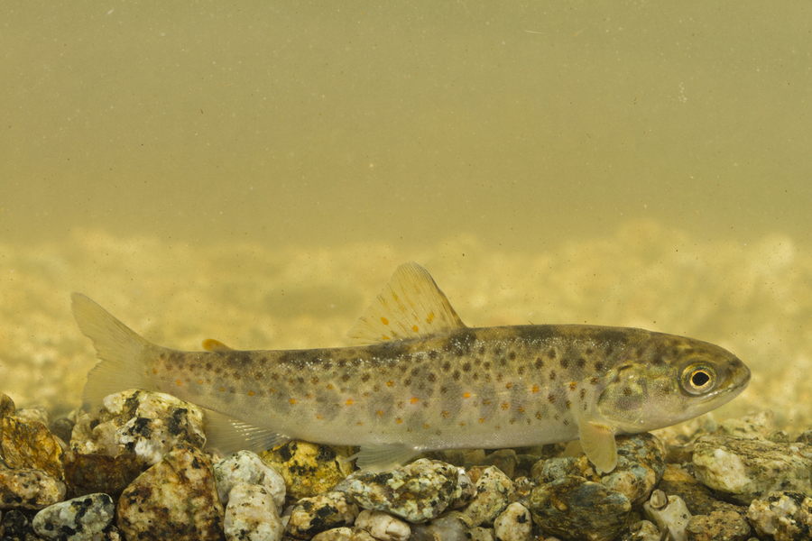 5 γυναίκες εξηγούν όσα δεν ξέραμε για την άγρια ζωή της Ελλάδας